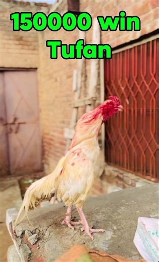 aseel murga ki fight aseel murga ki pahchan aseel murga fight aseel murga aseel murga azan