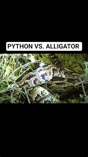SAVING AN ALLIGATOR FROM A PYTHON IN FLORIDA!