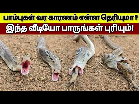Do you know why snakes come to where we are? | Watch this video and you will understand🐍Cobra