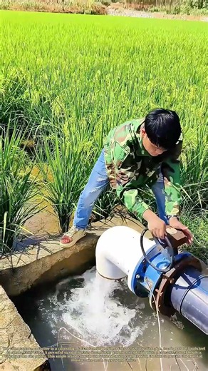 Opening the Flow: How a Farmer Floods a Paddy Field with a Turn of a Valve