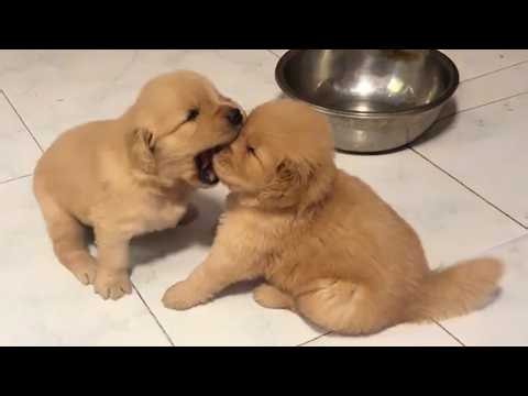 You’ll Die Laughing at These SASSY Puppies! 😂 Funniest Puppy Videos of 2026