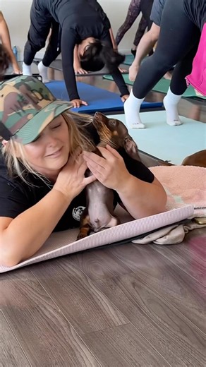No one told these Dachshund puppies that this class is calm.