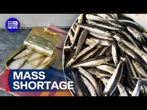 TikTok trend swipes sardines from shelves | 9 News Australia