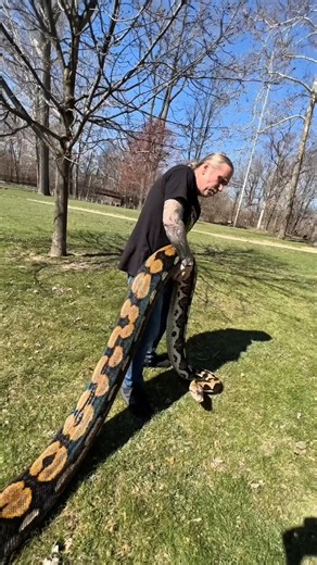Catching a Python Is Tough 😱 #shorts #snake #python