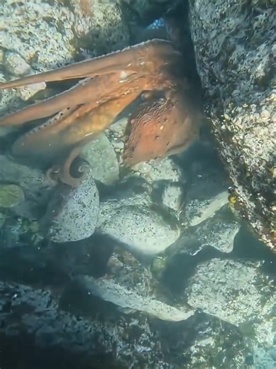 #creatorsearchinsights #millionviews #underwater #octopus #mood | Giant Octopus