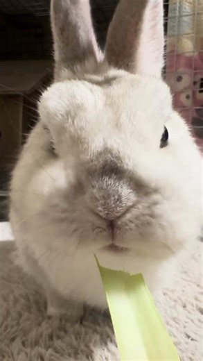 Rabbit eating komatsuna ASMR 🌿 | Omochi