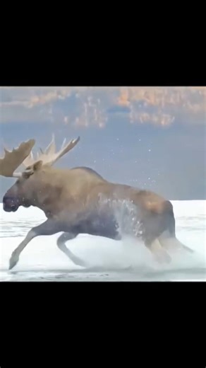 Giant Bull Moose Crossing | Alaskan Fall Rut
