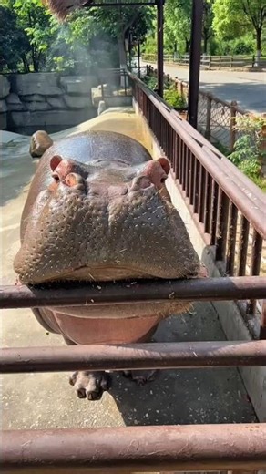 The hippo ate a big watermelon🥵 ll Carriage House wooden artist ll #cartoon #shortvideoshortvideo