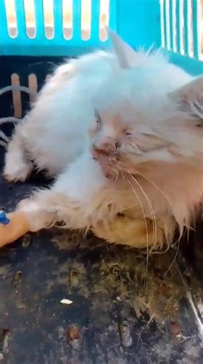 DUMPED TO DIE: Sick and Broken Cat Found Crying Inside a Filthy Jetbox on the Highway [STORY BELOW]