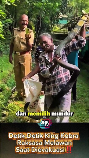 Detik-Detik King Kobra Raksasa MelawanSaat Dievakuasi‼️ #shorts #viral #viralvideo