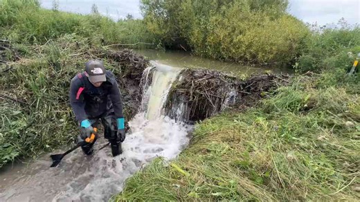 Beaver dam burst caught on camera!