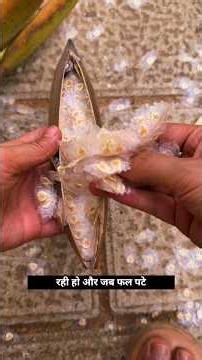 Flame Tree Mystery: The “Fire Tree” That Spreads Heart-Shaped Seeds Everywhere 🌳🔥