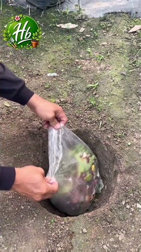How to Make Free Worm Compost in the Garden #gardening #farmer #agriculture