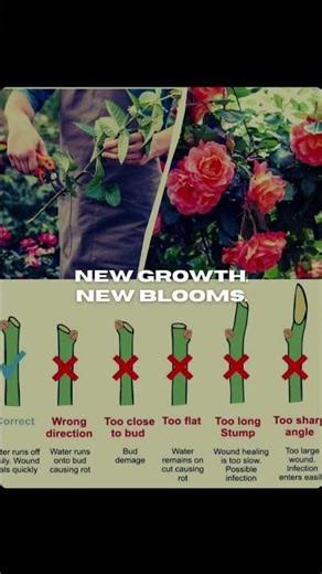 🌹✂️ Rose Pruning Made Foolproof: One Cut That Changes Everything ✂️🌹