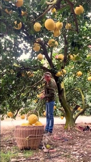 Picking process of fruit from high branches using long-handled tools