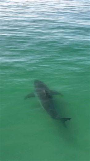 See it: Monster great white shark splashes California surfers as it lurks just feet away