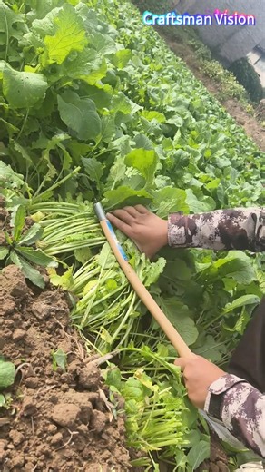 Manual harvesting of young rapeseed seedlings as green fodder for cattle