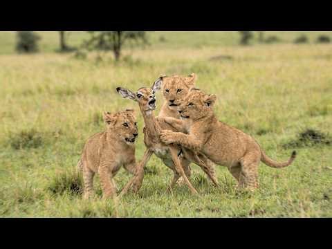 Lion Cubs Make Their First Hunt on a Helpless Newborn Impala
