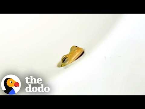 The Dodo Clip That Was Pure Joy To Share | The Dodo