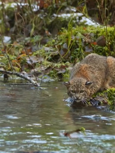 Bobcat in the forest #animalworld #bobcat #animals #animal | bob cats