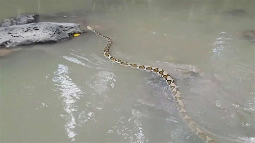 Witnessing massive reticulated python in tropical jungle