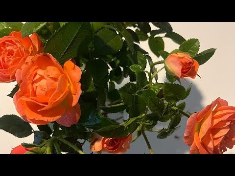 Pruning Roses in the Fall