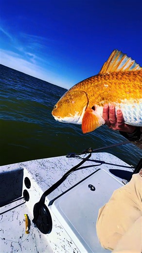 Pumpkin #fishing #fishingtiktoks #fishingvideos #redfish