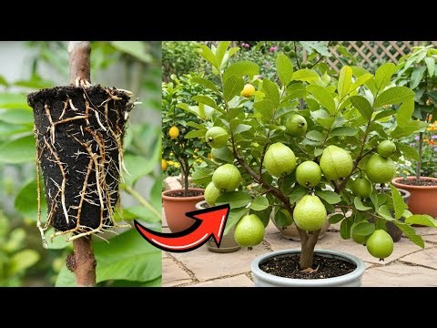 🌿10 Best Methods to Grow Guava from Cuttings and Air Layering! #live