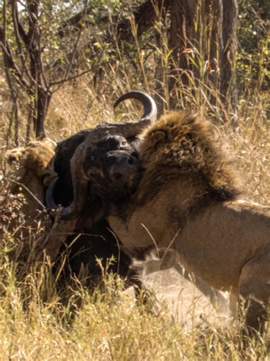 Lions vs Buffalo: The Okavango Delta's Age-Old Rivalry