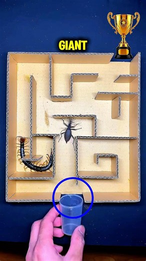 🔥 Scientists Didn’t Expect THIS Maze Winner! 😱🪲🏆