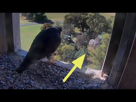 Girri fly in front of the nest box | FalconCam Project | Dec 23, 2025