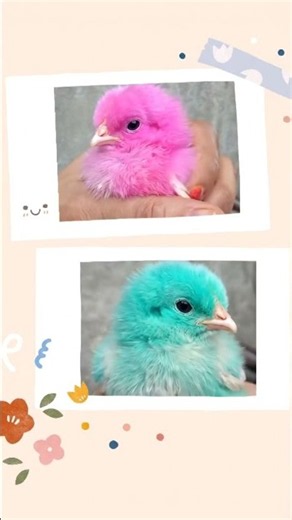 Angry birds in real life 🥰