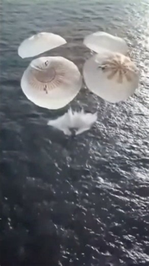 SpaceX Crew Capsule Splashes Down in Pacific After ISS Stay
