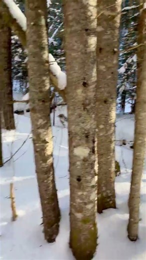 Beginning The Climb Of Mt Moosilauke - 28 December 2025