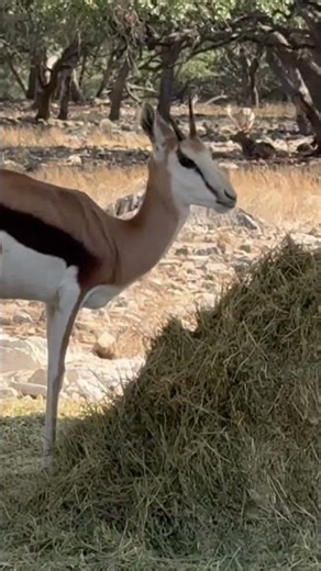 Striking springbok out and about at Natural Bridge Wildlife Ranch, San Antonio, TX See link below.