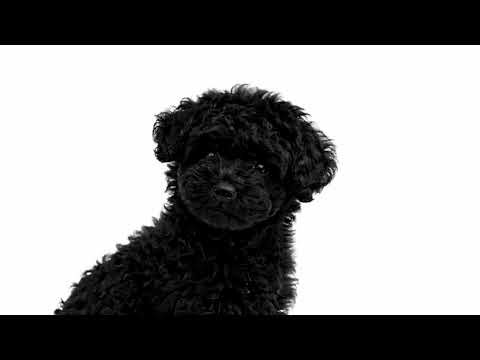 Snapmaker U1 Full Spectrum 3D Printing Live｜Multi-Color Print Test