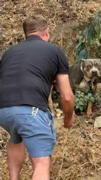 Adult Pittie Tied To A Tree Next To Freeway Finally Learns To Play | The Dodo
