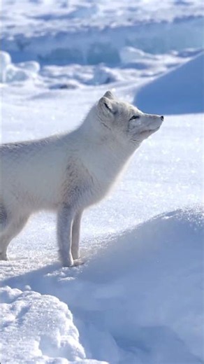 Arctic Fox Dives Headfirst Into Snow — And Lands the Perfect Hunt