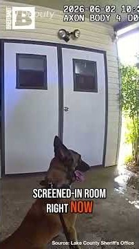 Cat Leads Police to Hiding Theft and Burglary Suspect