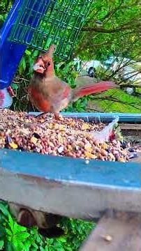 COOL Feathers Mr. Cardinal look