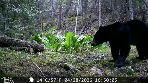 A bear has returned to their mountain property - just as their homestead plans begin