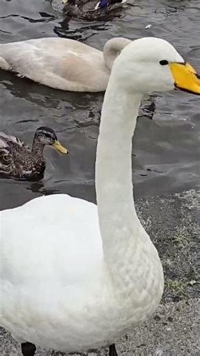 Beautiful Swan Comes Right Up to My Camera! 🦢😍 #Shorts