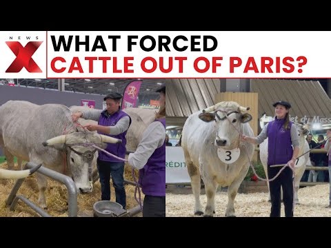 What Is Lumpy Skin Disease and Why Did It Change the Paris Show?