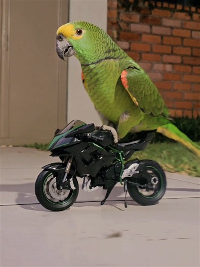Parrots Riding Motorcycles: A Fun Compilation