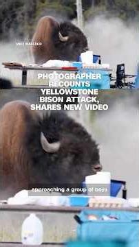Photographer recounts Yellowstone bison attack, shares new video