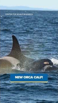 New baby orca spotted in J Pod of endangered Southern Resident killer whales