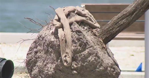 Miami leaders push back after residents demand halt to tree removal permits over flooding concerns