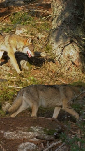 The Truth About the “Alpha Wolf at the Back” Myth