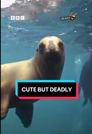 Steve Backshall tells us about animals that are cute... but also deadly 🕸️🐬🦭 Deadly 60 follows Steve Backshall as he embarks on thrilling wildlife adventures, coming face-to-face with some of the world’s most fascinating and formidable animals.