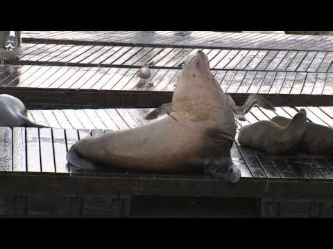'Chonkers' Watch: Massive Stellar sea lion at San Francisco's Pier 39